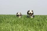 BEARDED COLLIE 137
